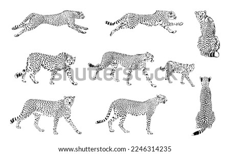 Set Cheetah, exotic african wild animal. Cheetah on white background logo. vector Cheetah, guepard wild cats graphic illustration. Royalty-Free Stock Photo #2246314235