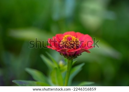 Blossom red zinnia flower on a green background on a summer day macro photography. Blooming zinnia with red petals close-up photo in summertime. 