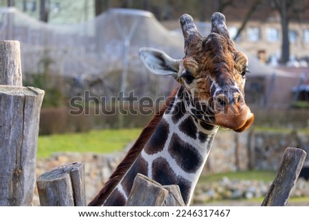 Giraffa camelopardalis camelopardalis - close-up of a giraffe's head in the grass background.