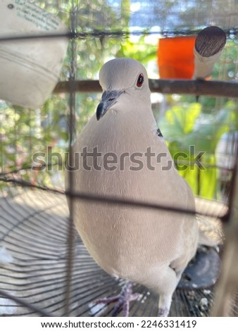A picture of a dove in a cage