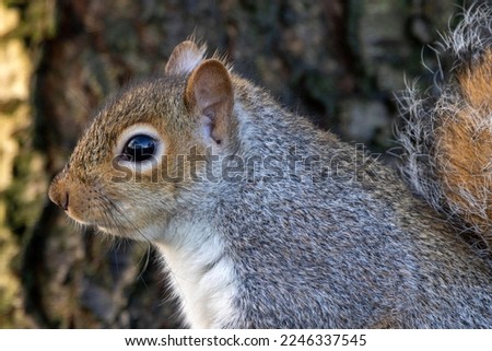 Since its introduction into the UK in Victorian Times the North American Grey Squirrel has virtually replaced the indigenous Red Squirrel despite many attempts to control their numbers.