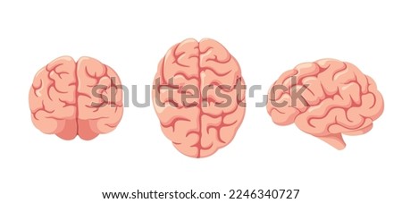 A set of human brains on a white background.
