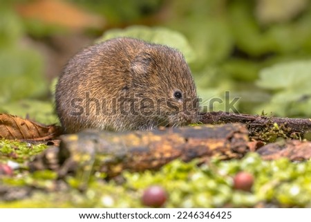 Field vole or short-tailed vole (Microtus agrestis) walking in natural habitat green forest environment. Royalty-Free Stock Photo #2246346425