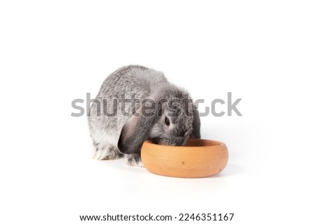 Grey baby rabbits eat feed from a plate isolated on white background.