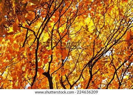 Maple branches of with yellow, orange and red leaves.