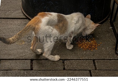 calico cat enjoying its food