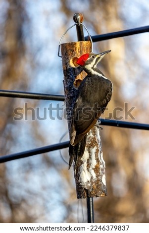 Pileated woodpecker on a suet feeder.