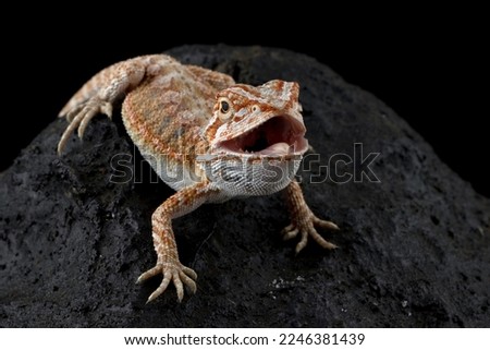 Bearded Dragon baby Closeup on stone with isolated background, Bearded Dragon closeup 