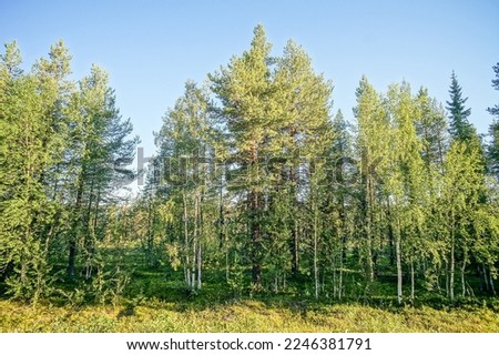 trees in forest, beautiful photo digital picture