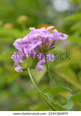 La Lantana montevidensis This is a plant with a creeping habit that you can use as a ground cover in your garden, patio or patio. Every spring it produces purple flowers that attract a lot of attentio