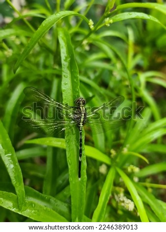 Green Dragonfly among the green leaves in the rain