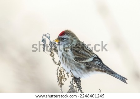 The common redpoll or mealy redpoll (Acanthis flammea)
