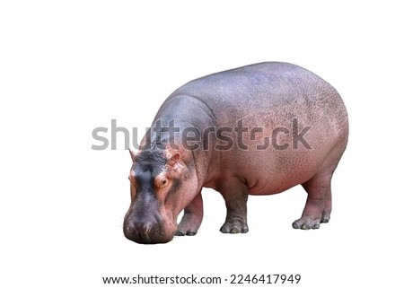 Hippopotamus isolated on white background. Royalty-Free Stock Photo #2246417949