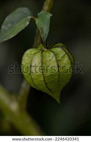Native gooseberry, wild cape gooseberry and pygmy groundcherry are some of the popular common names in English, in Indonesia named it Ceplukan. In macro photo, selective focus, dark mood