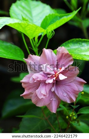 Blooming purple hibiscus flower with green leaves background