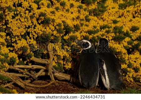 Magellanic Penguin (Spheniscus magellanicus) standing amongst spring flowering gorse bushes on Carcass Island in the Falkland Islands.