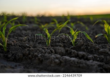 Maize seedling close up in a sunset. Fertile soil. Farm and field of grain crops. Agriculture. Rural scene with a field of young corn.