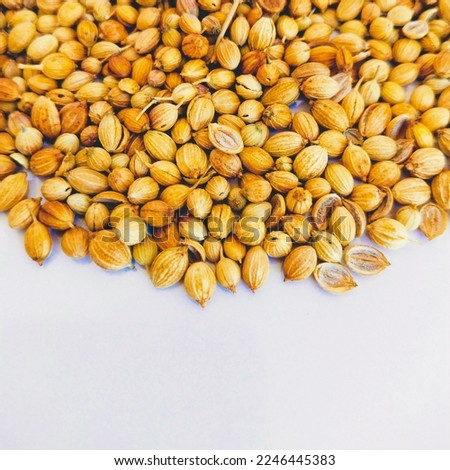 Coriander seeds Chinese parsley seed spice food ingredient closeup image photo