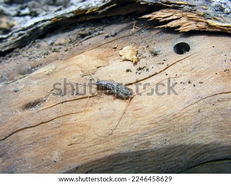 Firebrat (Thermobia domestica, Thermophila furnorum, Lepismodes inquilinus), on the dried wood.