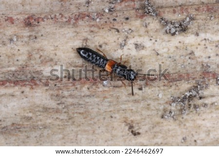 Rove beetle genus Oxytelus. A beetle under the bark of a tree.