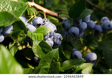 Fresh organic blueberries on a bush. Blueberry garden tasty, useful berry. Vaccinium corymbosum, tall blueberry. Ripe blueberries on a bush. Blueberry harvest in the garden. Royalty-Free Stock Photo #2246463849