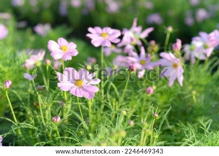 Colorful flowers are blooming fresh in the morning of spring garden with soft sunlight.