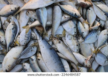 Fresh fish seafood stock photo