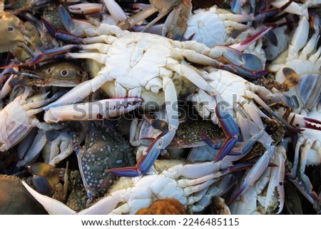 Close up of fresh Crabs on a market
