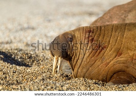 Large walrus lying on the beach at the waters edge in the Arctic sun