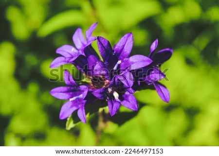 Purple Bell flowers in the garden, Purple Campanula Glomerata, Beauty in nature, macro photography.