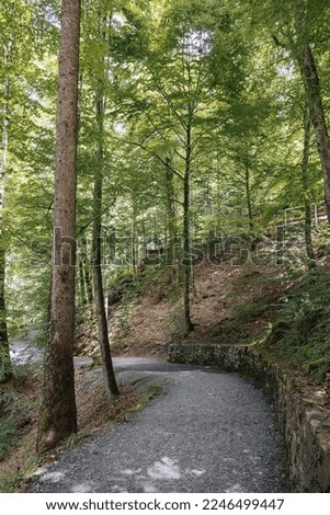 beautiful path in the forest switzerland