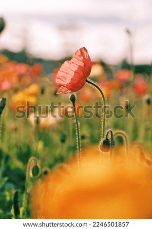 close-up inside a red poppy flower stock photo
