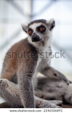 adult lemur posing for a picture