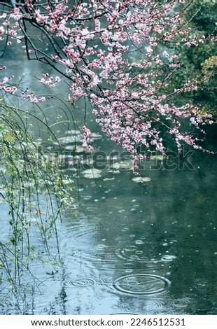 View of cherry blossoms in South Korea. Blooming Sakura tree in summer garden stock photo