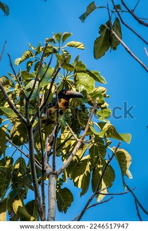 Collared aracari or Pteroglossus torquatus in the forest of Guatemala