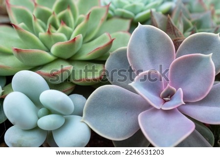 Background of succulent plants, top view. Echeveria rosettes for poster, calendar, screensaver, wallpaper, postcard, post, banner, cover, website. High quality photography