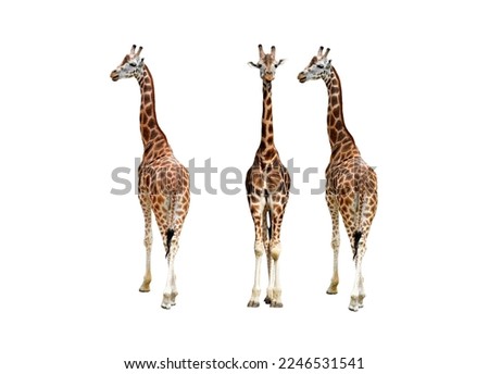 Giraffe, on white background. In various positions.