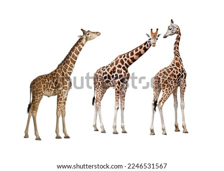 Giraffe, on white background. In various positions.