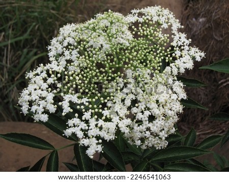 White flowers in a Hawaiian forest