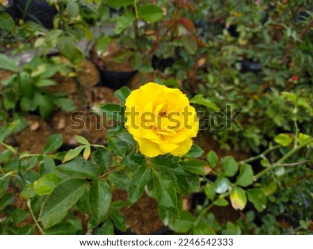 Close-up photo of yellow rose, great for backgrounds