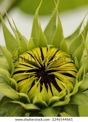 The reproductive phase occurs when a bud forms between the plant’s cluster of leaves. The bud may initially have a star-like appearance. Close up of a Sunflowers Bud