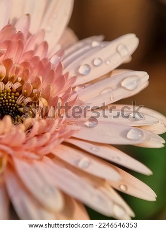 Gerbera species are tufted, caulescent, perennial herbs, often with woolly crown, up to 80 cm high. Close up of Pink Gerbera Flower