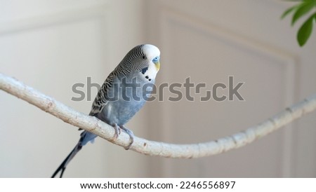 Handsome Blue Budgie Gray Budgie Mauve Budgie Playing on an umbrella tree branch on a wintery afternoon Royalty-Free Stock Photo #2246556897