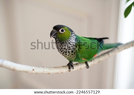 Cute female black capped conure parrot playing on an umbrella tree branch Royalty-Free Stock Photo #2246557129