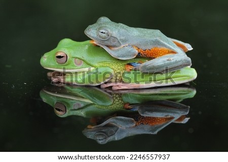 Stage Macro Picture of 2 Frog with Reflection