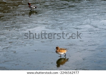 Eurasian wigeon or European wigeon (Mareca penelope) on frozen pond.