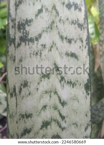 This plant is called Mother-in-Law's Tongue Leaves, Mother-in-Law's Tongue Leaves has leaves that are patterned and long like stems