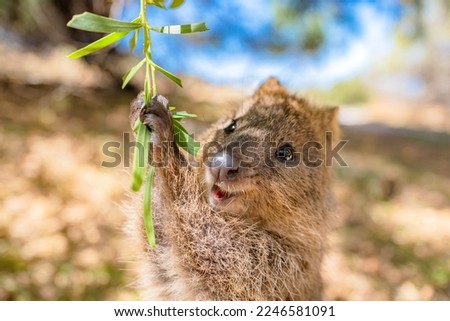 Quokka is enjoying a swing and being so happy, Rottnest island, Perth, Australia Royalty-Free Stock Photo #2246581091