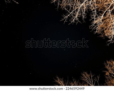 starry night sky with glowing trees