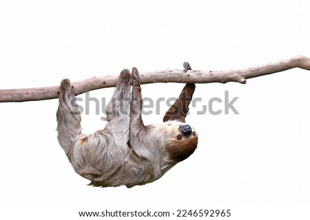 Cute two-toed sloth hanging on tree branch isolated on white background. Royalty-Free Stock Photo #2246592965